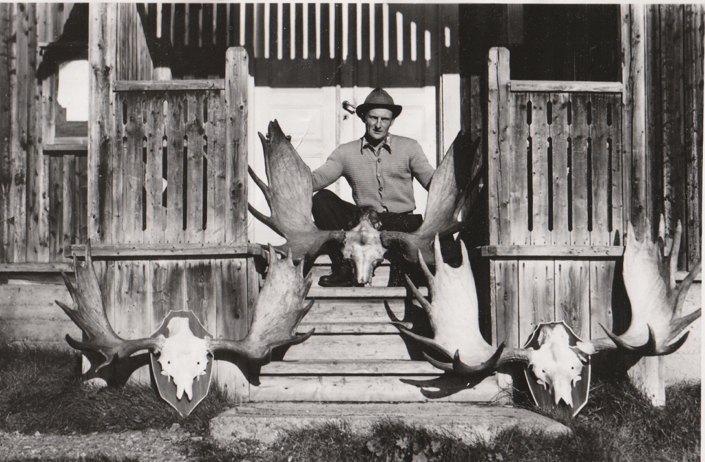 De tre bästa hornen från Georg och Eskil Mikaelsons trofesamling i gammelstugan. Sulviken Jämtland 1950-tal